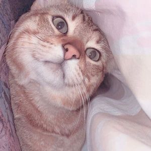 Meet your Posher, Iman